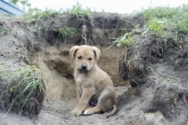 Make a donation to help these future family members.