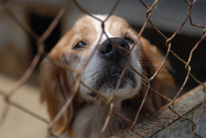 Did you know over 5 million Cats and Dogs are turned into animal shelters?
