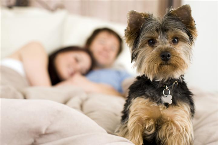 Does this remind you of your dog?