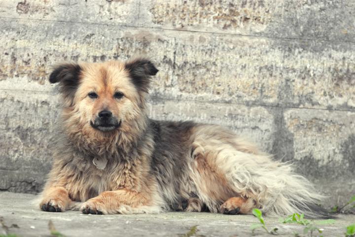 Did you know there are several million  stray cats and dogs in the USA?