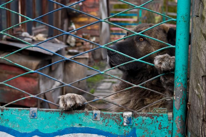 Did you know 60-70% of those animals are euthanized?