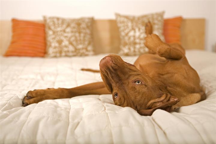 Is this your dog when you are at work?